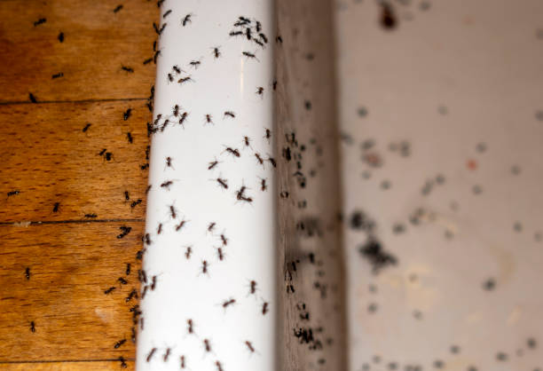 Port Hueneme, CA Pest Control Company
