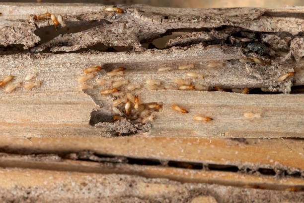 Pest Control for Restaurants in Port Hueneme, CA